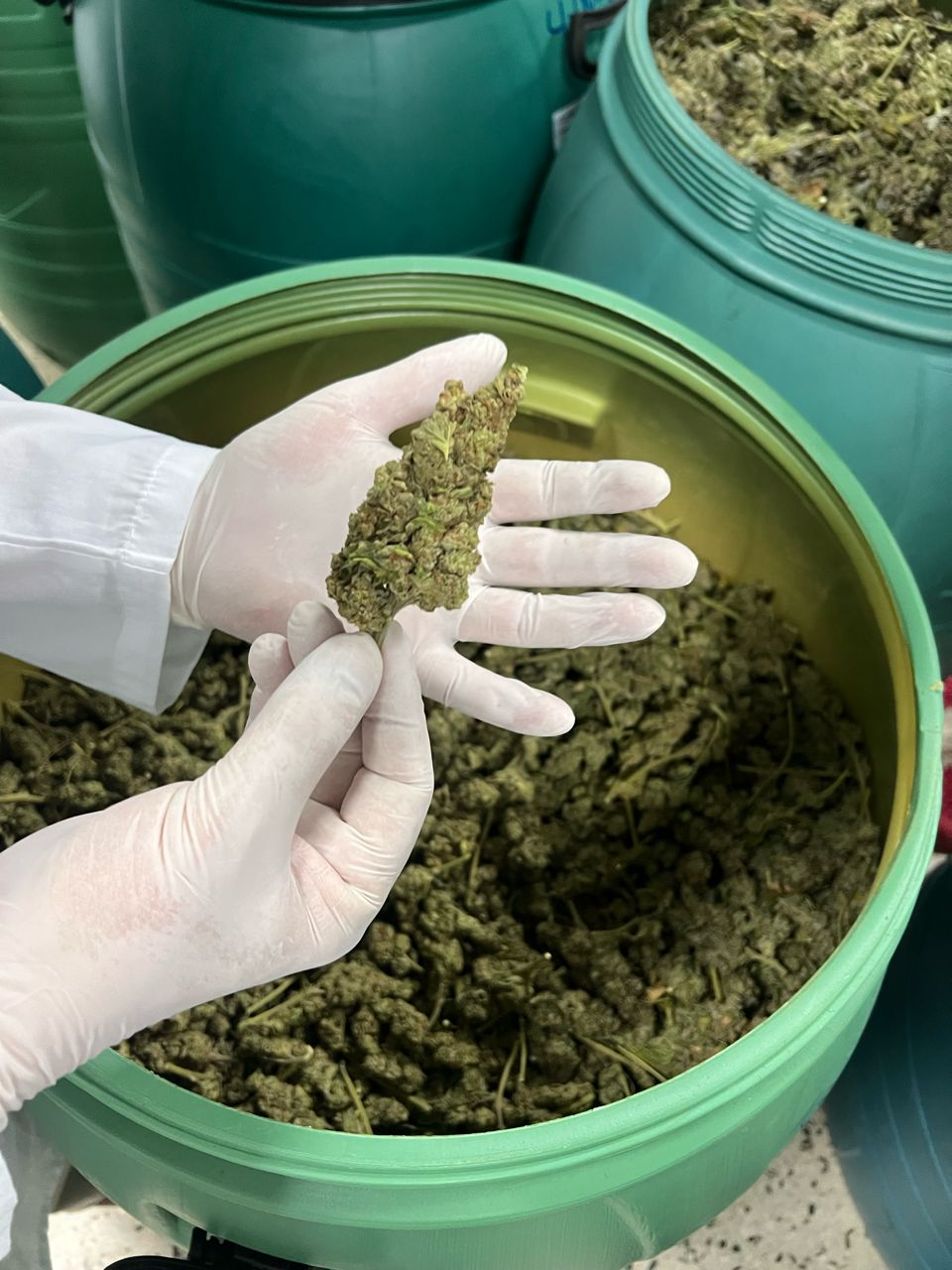 Licensed cannabis cultivation image 2