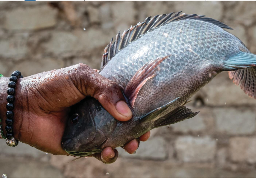 Buweera Planters Limited – Cage Aquaculture